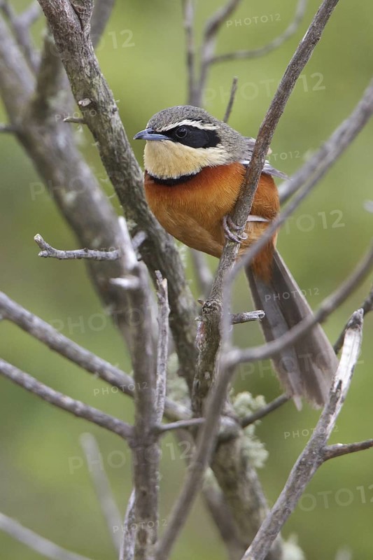 Olive-crowned Crescent-chest (Melanopareia maximiliani) perched on a branch in Bolivia, South America