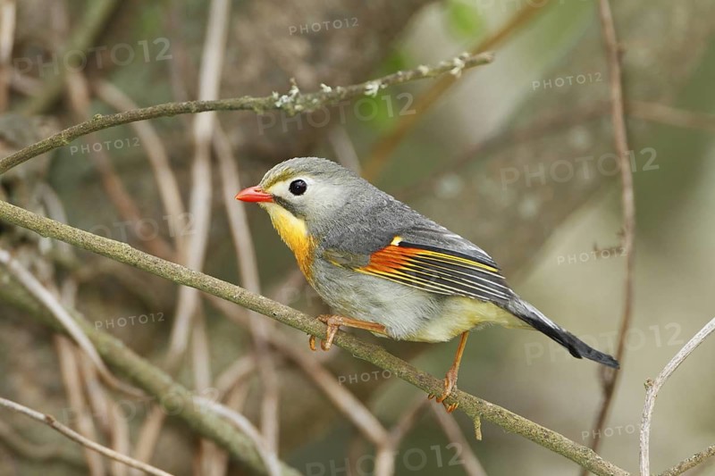 Red-billed Leiothrix, Leiothrix lutea