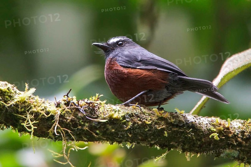 Slaty-backed Chat-Tyrant (Ochthoeca cinnamomeiventris) perched on a branch in Ecuador, South America