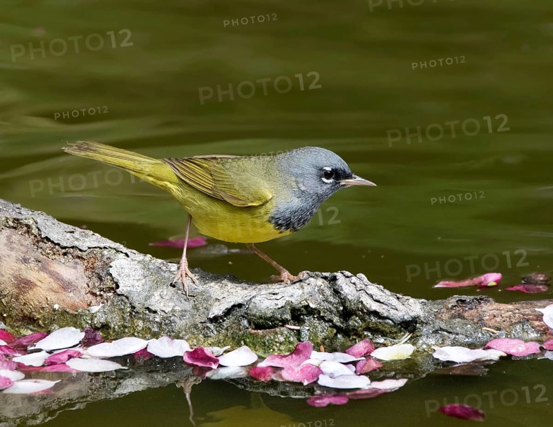A male MacGillivray's Warbler, Geothlypis tolmiei drinking from a pond in Saskatoon, Saskatchewan, Canada
