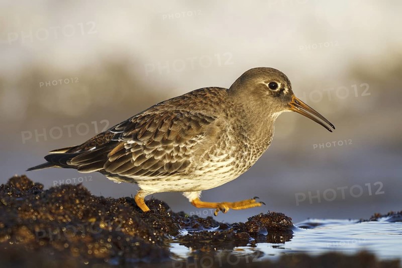 Purple Sandpiper (Calidris maritima), Asturias, Spain
