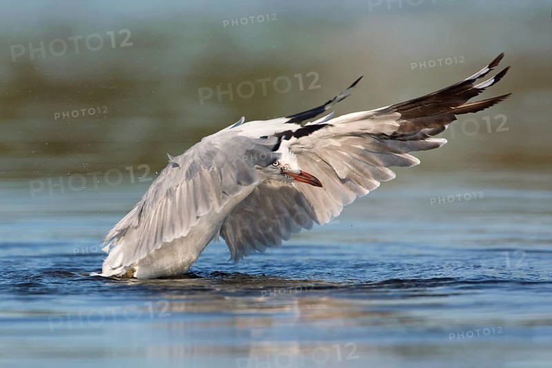 Silver Gull (Chroicocephalus novaehollandiae), Victoria, Australia