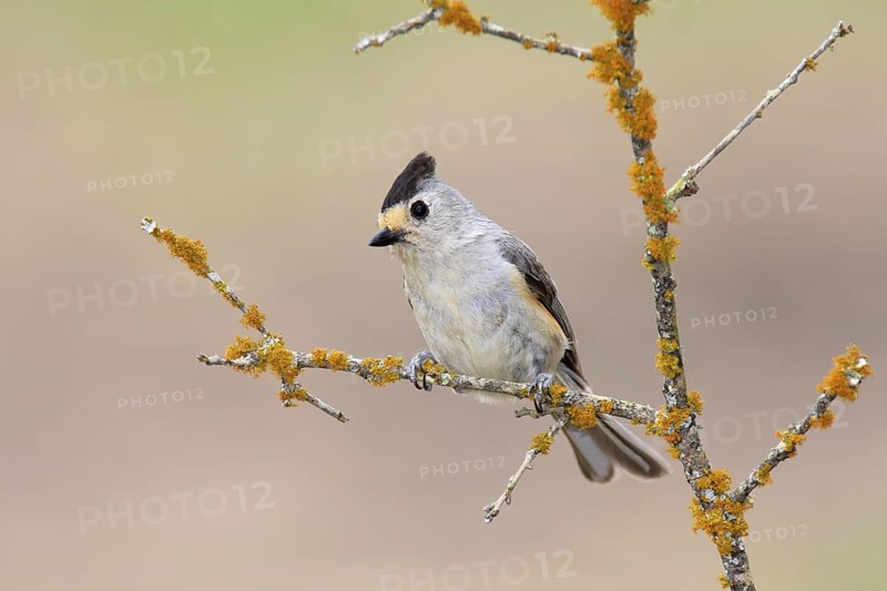 Black-crested Titmouse (Baeolophus atricristatus), Texas, USA