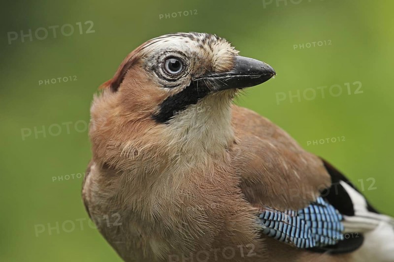 Eurasian Jay (Garrulus glandarius), Lower Saxony, Germany