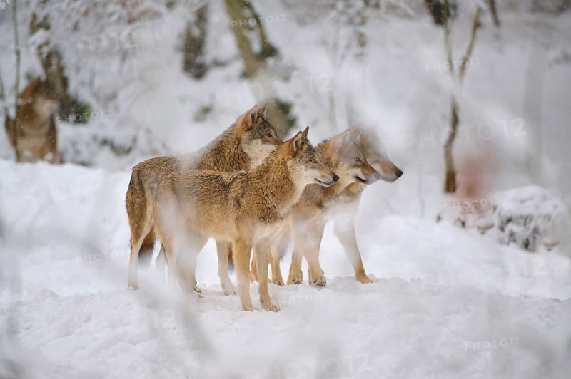 Four wolves form a group in a snowy forest, attentively observing their surroundings, Winter, Wolf (Canis lupus), Germany