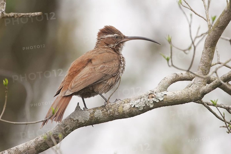 Scimitar-billed Woodcreeper (Drymornis bridgesii), Corrientes, Argentina