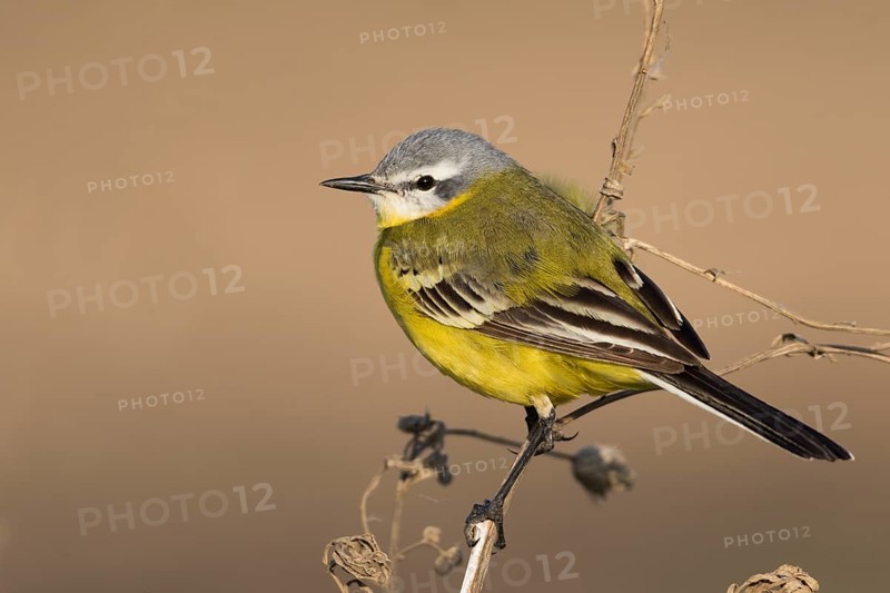 Sykes Wagtail - Schafstelze - Motacilla flava ssp. beema, Russia, adult male