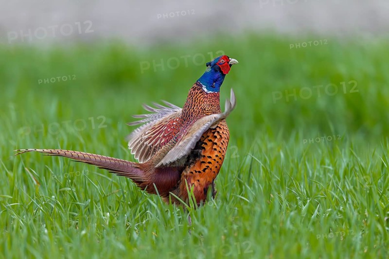 In April, the mating season of pheasants (Phasianus colchicus) is at its peak and in areas with a high population many mating cocks can be heard, mating season, mating dress, mating season, mating ritual, April, Germany