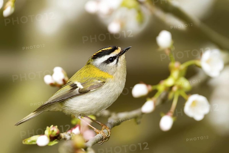 Common Firecrest (Regulus ignicapilla), Baden-Wuerttemberg, Germany