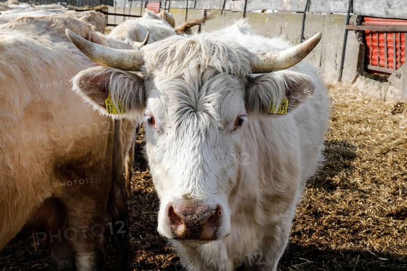 Cattle from the Jahnsfeld organic farm in Brandenburg. The suckler cows graze the surrounding grassland in summer and spend the winter in a playpen with a run out. The fattening pigs also have access to the open air. In addition to rye and wheat, oats and spelt are used as bread and baked cereals on the arable land, Müncheberg, Brandenburg, Germany