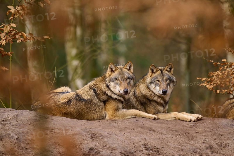 Two wolves lying next to each other in the forest, surrounded by foliage, Wolf (Canis lupus), Germany