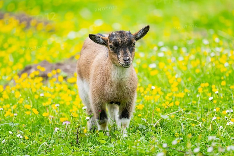 Domestic goat (Capra aegagrus hircus) kid walking on a meadow in spring, Bavaria, Germany