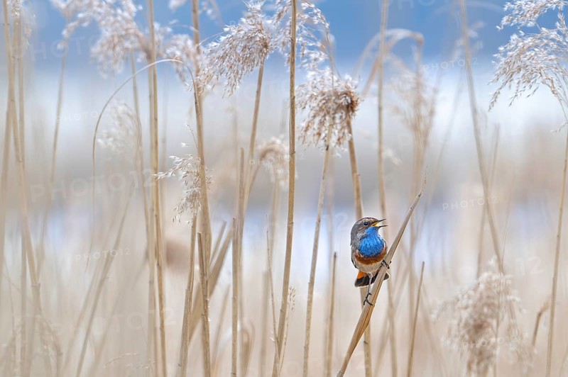 White-spotted bluethroat (Luscinia svecica cyanecula) male perched on reed stem in reedbed and calling, singing in spring