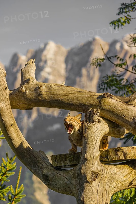 One Eurasian lynx, (Lynx lynx), sits high up on a dead tree. Frontal view with mountains in the background
