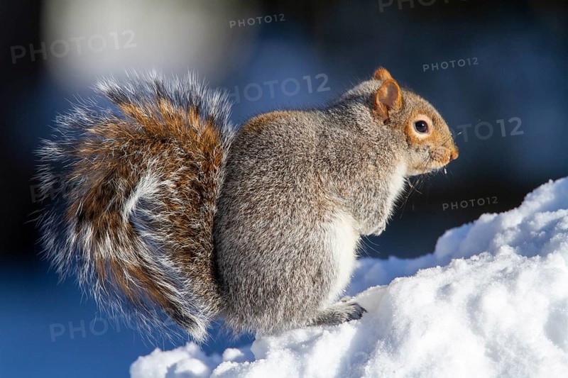 Eastern gray squirrel (sciurus carolinensis) sitting in snow and watching, Montreal botanical garden, province of Quebec, Canada