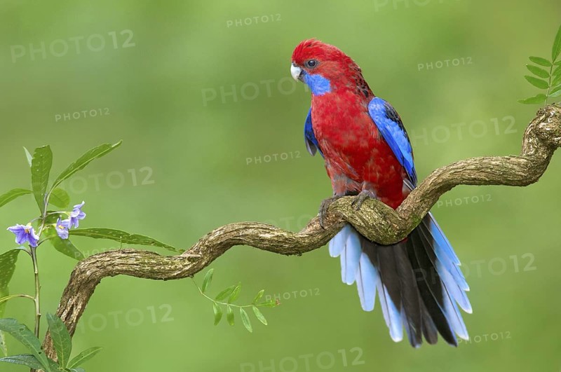 Crimson Rosella (Platycercus elegans) male, Victoria, Australia
