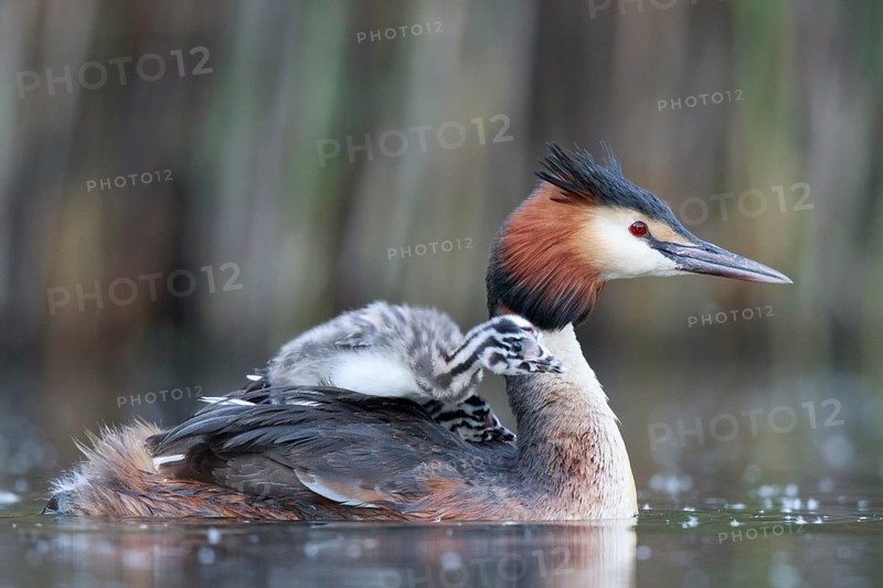 Great Crested Grebe (Podiceps cristatus) with chicks, North Rhine-Westphalia, Germany