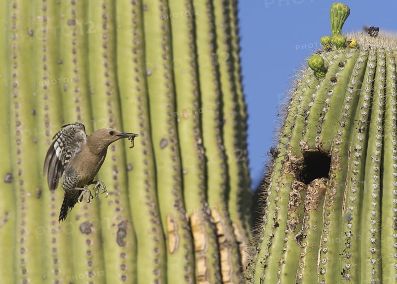 Gila Woodpecker (Melanerpes uropygialis) female flying, Arizona, USA