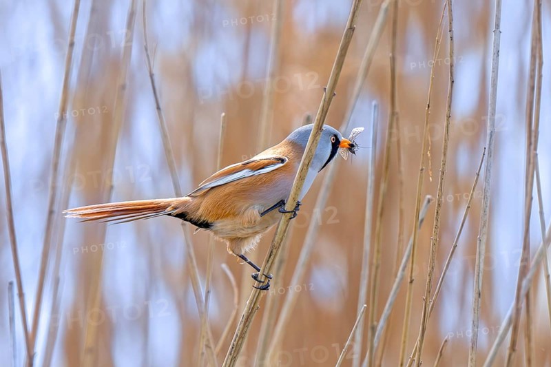 Bearded reedling, bearded tit (Panurus biarmicus) adult male perched on reed stem with caught insect prey in beak while foraging in wetland in spring
