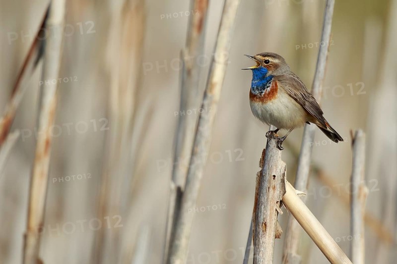 Bluethroat (Luscinia svecica cyanecula) male singing from reed, Netherlands