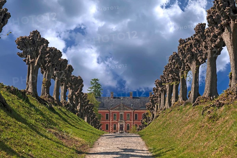 Linden avenue (Tilia), trimmed festoon avenue of Tilia × europaea lime trees, behind Bothmar Castle, Klütz, Mecklenburg-Western Pomerania, Germany