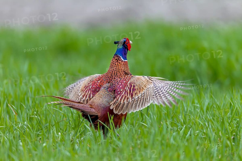 During the mating ritual, the colourful plumage of the pheasant cock (Phasianus colchicus) comes into its own, mating season, mating dress, mating season, mating ritual, April, Germany