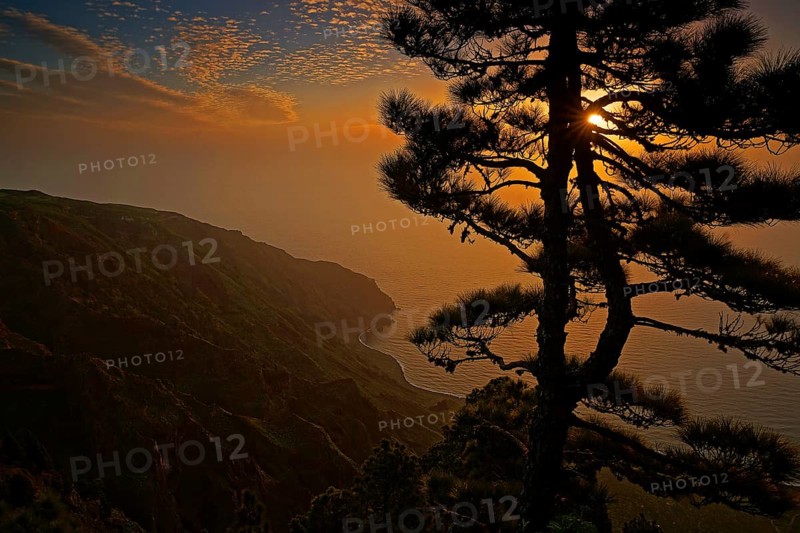 Canary Islands, El Hierro, coast, pine trees, sunset, El Hierro, Canary Islands, Spain