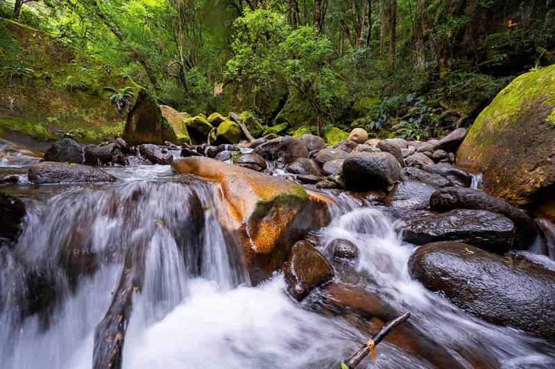 Mhlwazini River flows through thick forest, original mountain forest, Rainbow Gorge, Ukhahlamba-Drakensberg Park, KwaZulu-Natal, Drakensberg Mountains, South Africa