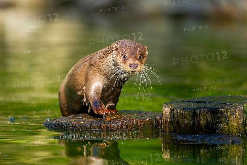 Eurasian otter (Lutra lutra) on a tree trunk in the water of a little lake, Bavaria, Germany