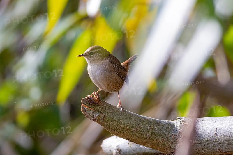 Wren (troglodytes troglodytes) Germany