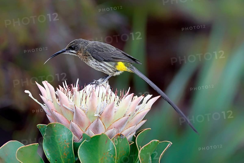 Cape Honeybird (Promerops cafer), adult, male, on flower, Protea, vigilant, Kirstenbosch Botanical Gardens, Cape Town, South Africa