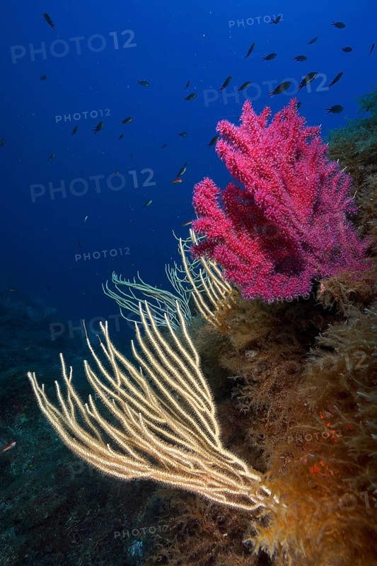 White gorgonians (Eunicella singularis) and Violescent sea-whip (Paramuricea clavata) stretch across a seascape, dive site Giens Peninsula, Mediterranean Sea, Porquerolles, Provence, Côte d'Azur, France