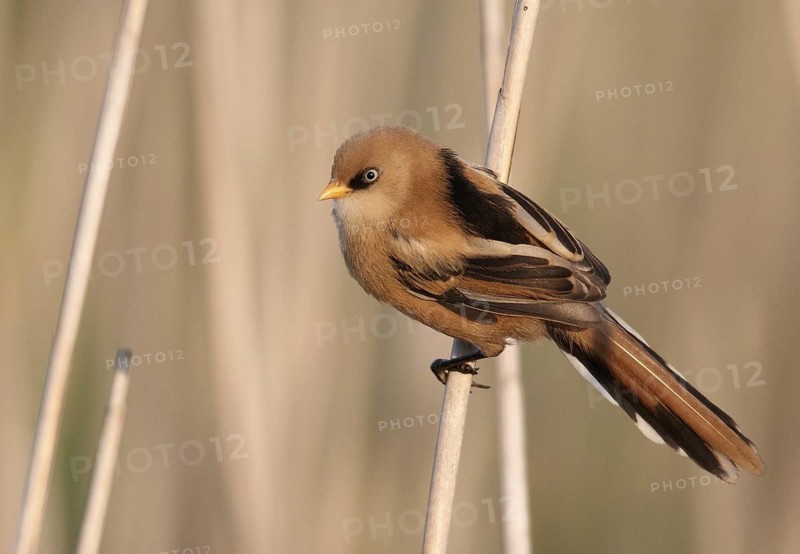 Bearded Reedling (Panurus biarmicus) juvenile, Mecklenburg-Western, Pomerania, Germany