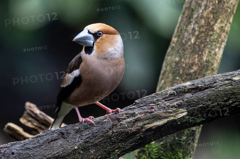 Hawfinch (Coccothraustes coccothraustes), Emsland, Lower Saxony, Germany