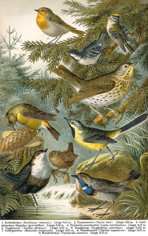 Historical illustration, 19th Century, middle-europe songbirds, mitteuropäische Singvögel, historische Zeichnung, 19. Jahrhundert