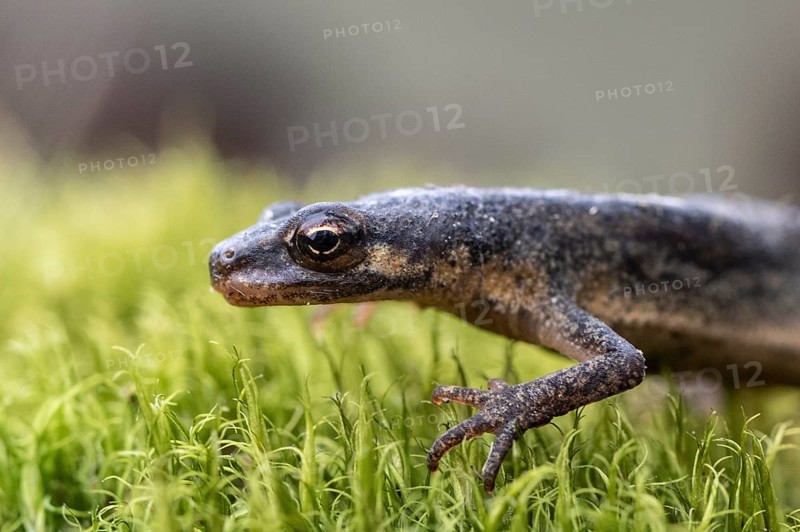 Pond newt (Lissotriton vulgaris), Emsland, Lower Saxony, Germany