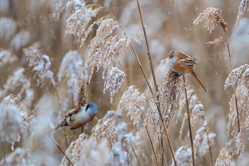 Bearded Reedling (Panurus biarmicus) pair perched in reedbed, Baden-Wuerttemberg, Germany