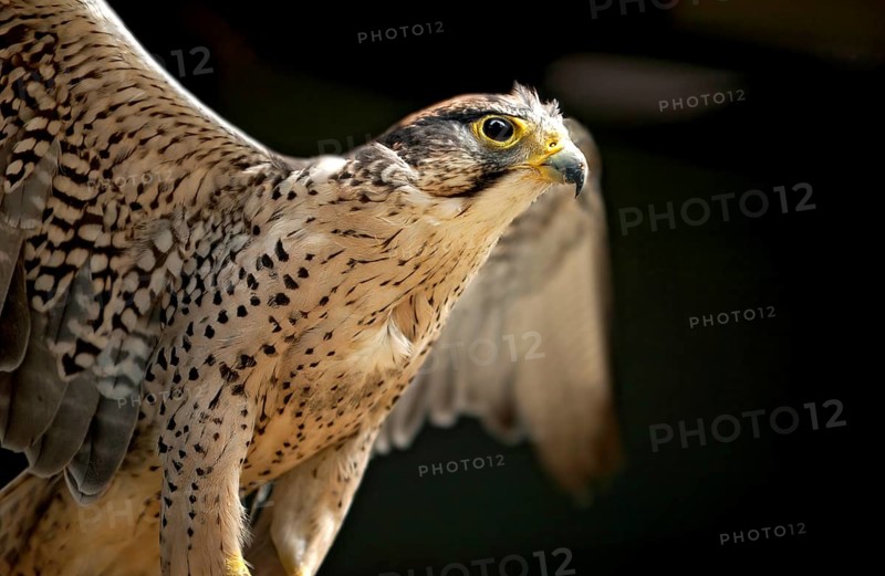 Lanner falcon (Falco biarmicus) with outstretched wings, animal portrait, Vogelpark Schotten, Vogelsberg, Hesse, Germany