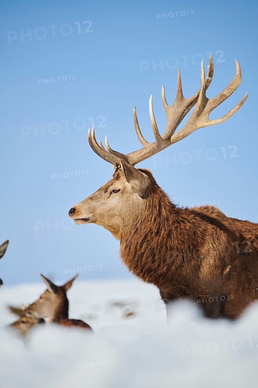 Red deer (Cervus elaphus) stag on a snowy meadow in the mountains in tirol, Kitzbühel, Wildpark Aurach, Austria