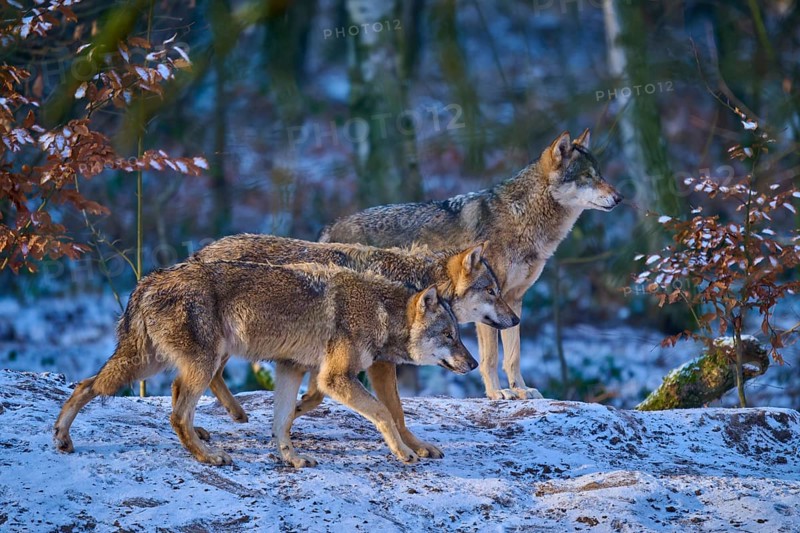 Three wolves in a snowy forest, moving through autumn leaves, Winter, Wolf (Canis lupus), Germany