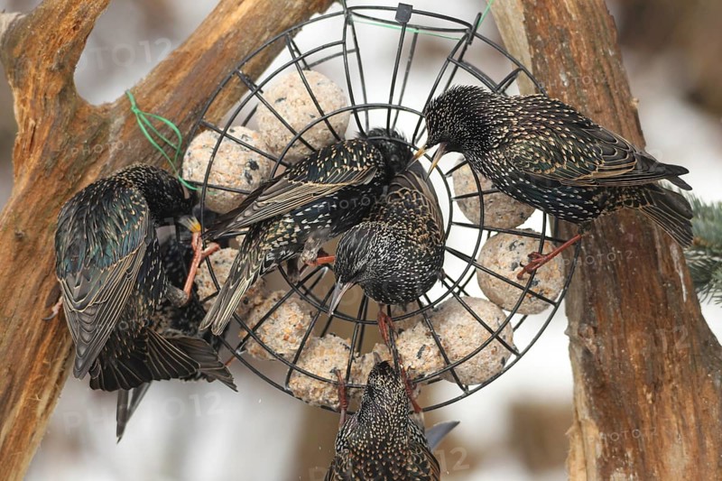 Starling (Sturnus vulgaris) at winter feeding in the forest, Allgäu, Bavaria, Germany, Allgäu, Bavaria, Germany