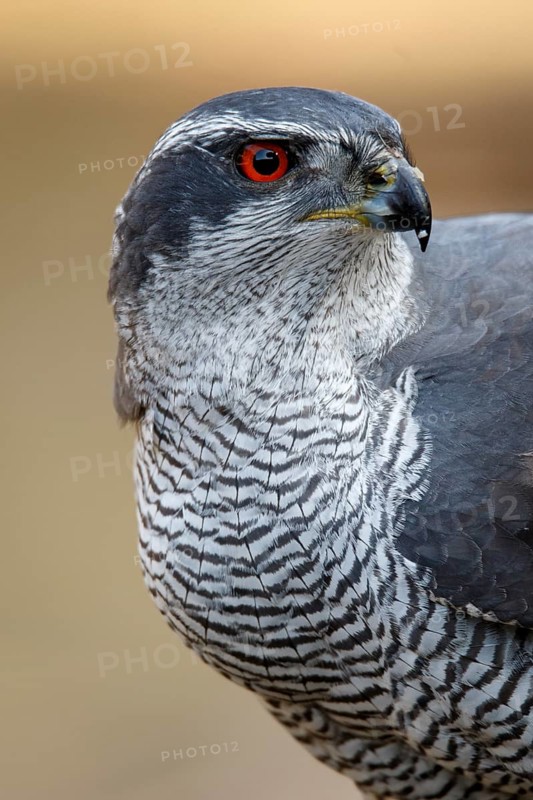 Northern Goshawk (Accipiter gentilis), adult male, Castile and Leon, Spain