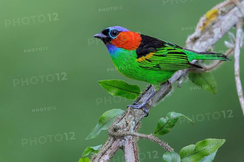 Red-necked Tanager (Tangara cyanocephala) perched on a branch in the Atlantic rainforest of southeast Brazil