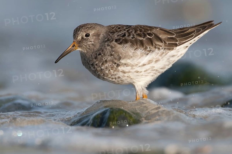 Purple Sandpiper (Calidris maritima), Schleswig-Holstein, Germany
