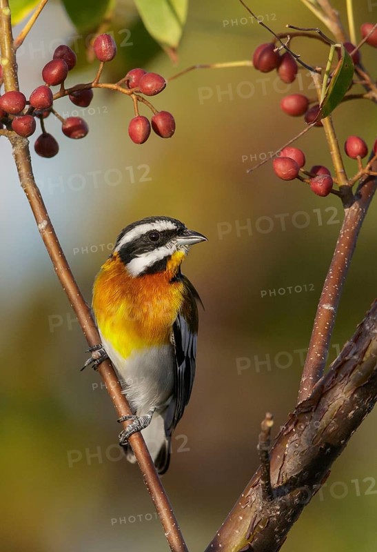 Western Spindalis (Spindalis zena) perched on a branch in Cuba