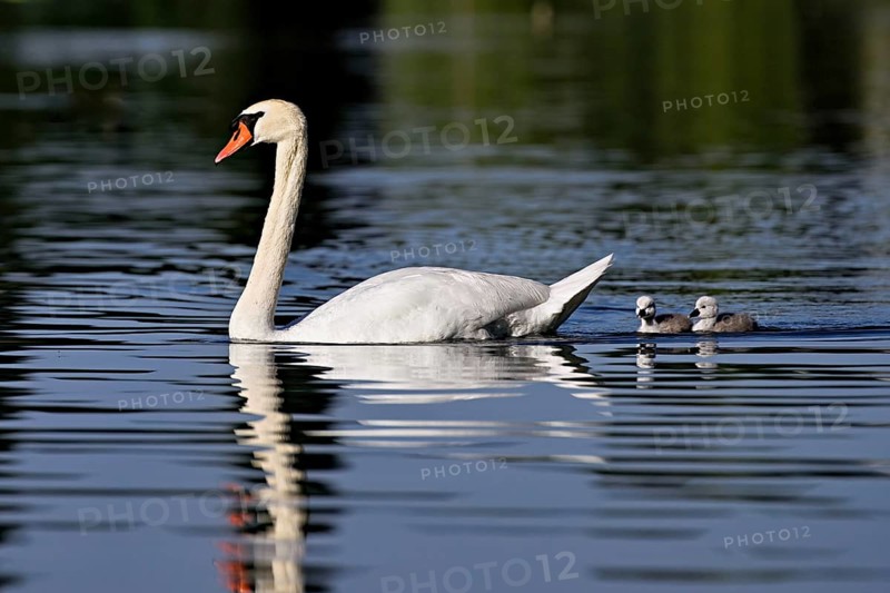 Mute swan (Cygnus olor), male with two chicks swimming in Lake Zug, Canton Zug, Switzerland