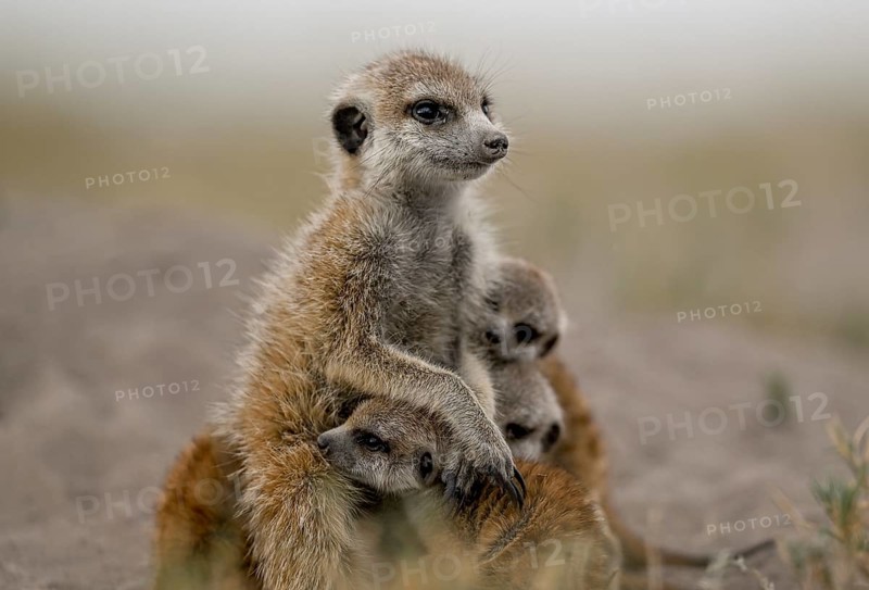 Meerkats or suricates (Suricata suricatta), mother with young, Makgadikgadi Salt Pans, Makgadikgadi Pans National Park, Central District, Botswana