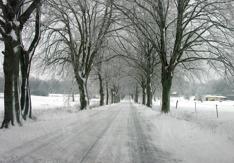 Winter linden avenue (Tilia) on a federal road, Mecklenburg-Western Pomerania, Germany