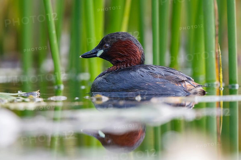 Little Grebe (Tachybaptus ruficollis), North Rhine-Westphalia, Germany