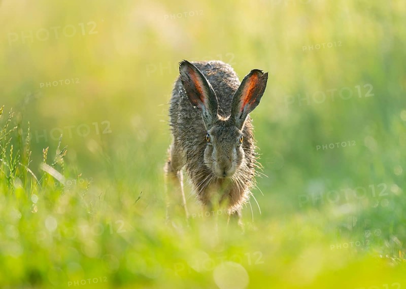 European hare (Lepus europaeus) running along a country lane, wildlife, Lower Saxony, Germany